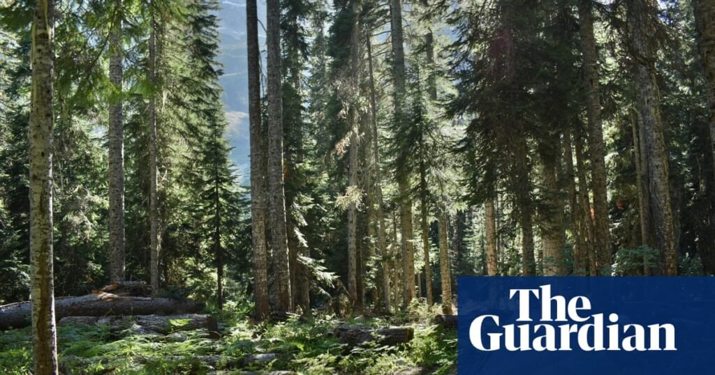 Man survives month-long ordeal in US park by eating mushrooms, berries and water | US News