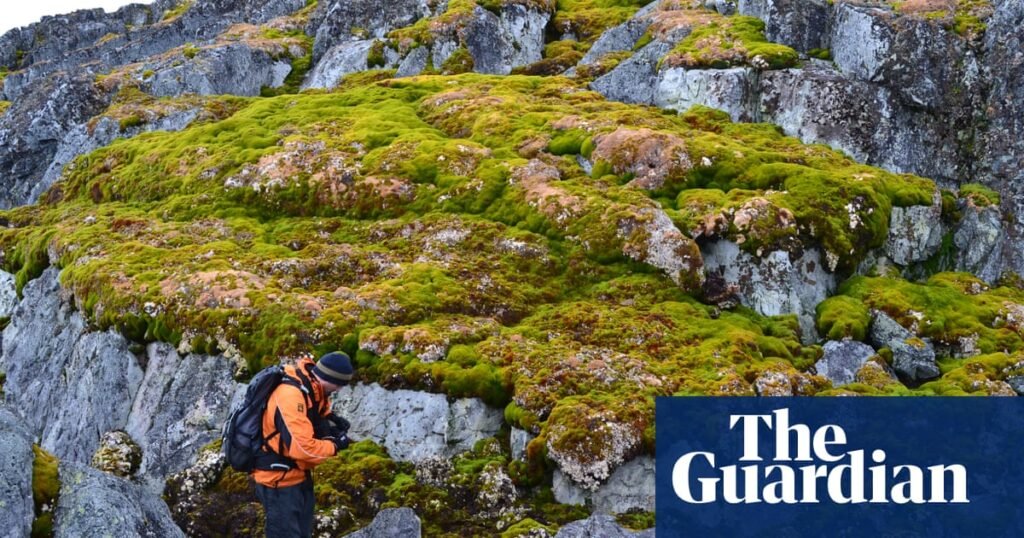 Antarctica is "greening" at a dramatic rate as the climate warms | Antarctica