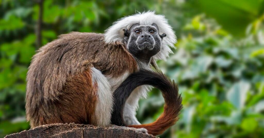 Hong Kong's oldest zoo searches for answers after death of nine monkeys, including endangered tamarin