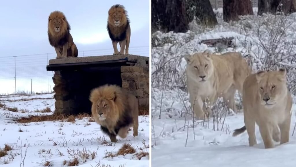 A video of a lion enjoying the snow has gone viral as a rare snowstorm hits Africa. See |Trend